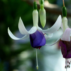 Fuchsia 'Blue Sarah'